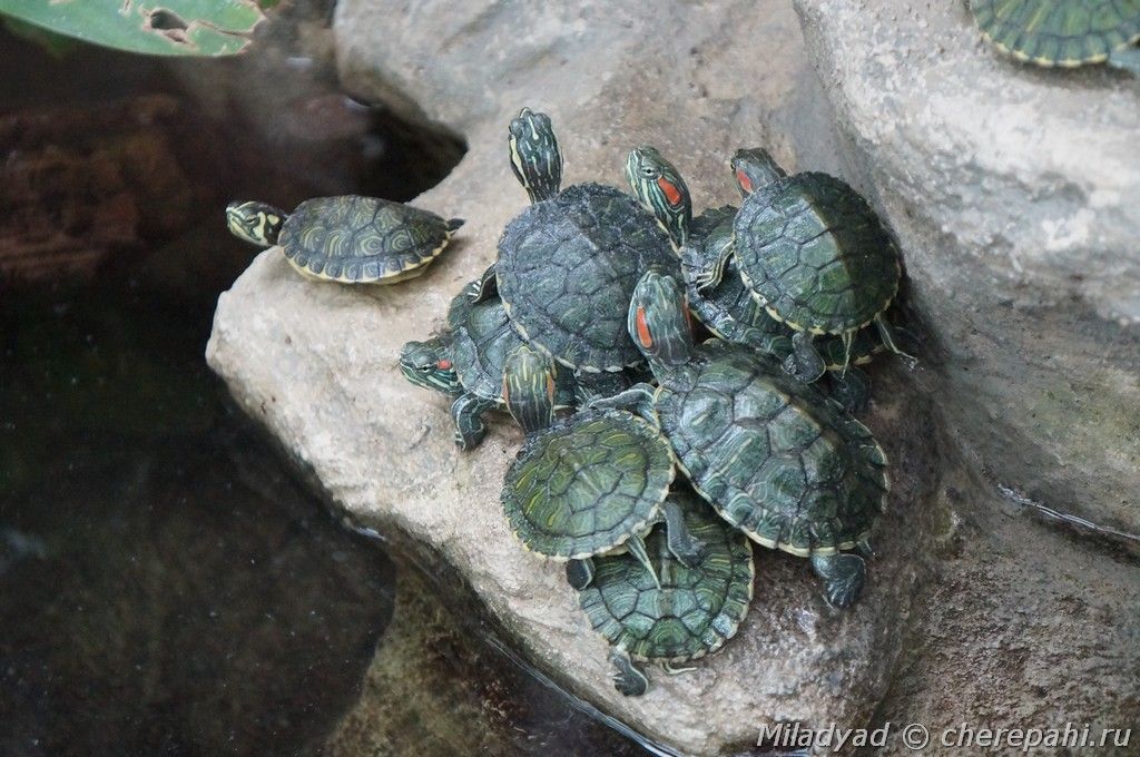 Соседи черепах по террариуму