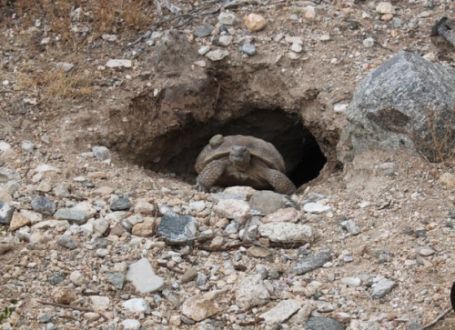 Сухопутные черепахи роют грунт или пытаются выбраться из террариума