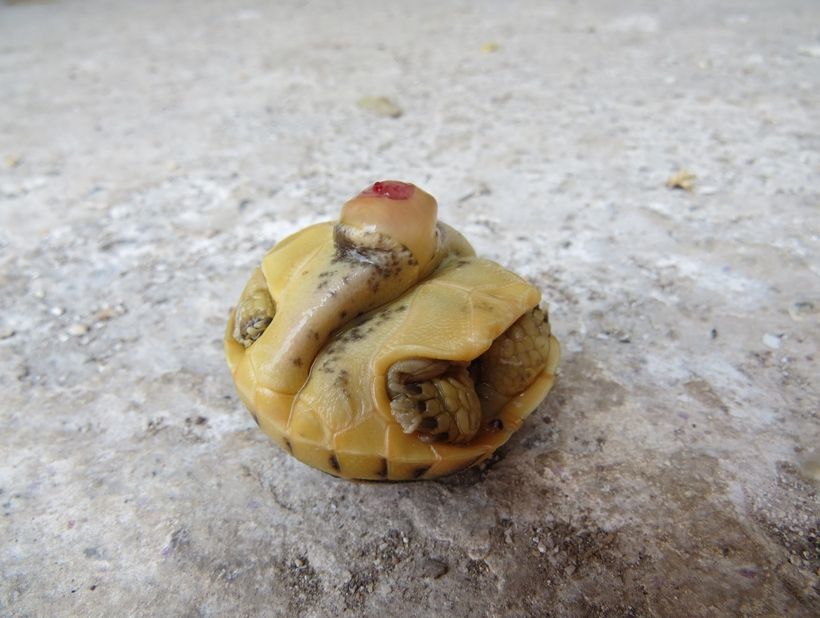 поперечная складка на пластроне черепахи