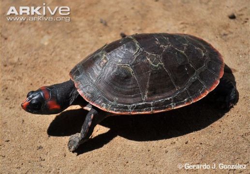 Кайенская щитоногая черепаха