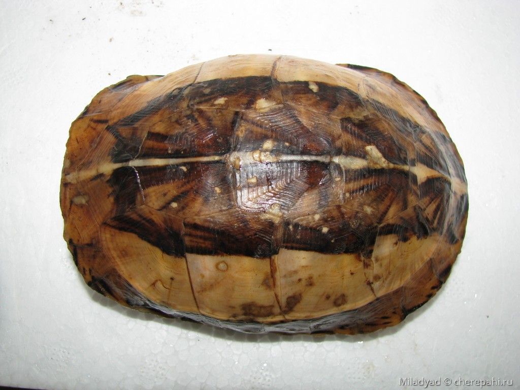 Индокитайская коробчатая черепаха