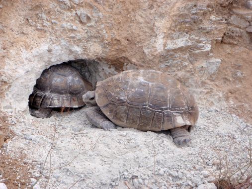 Калифорнийская пустынная черепаха