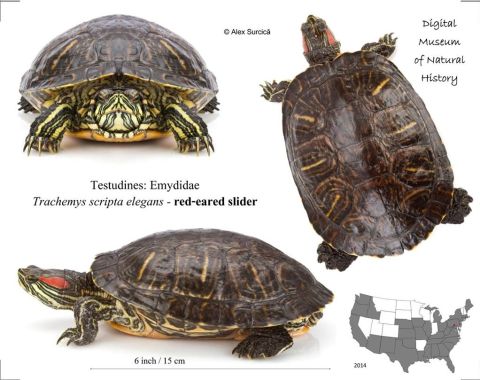 Красноухая черепаха: уход, содержание, кормление