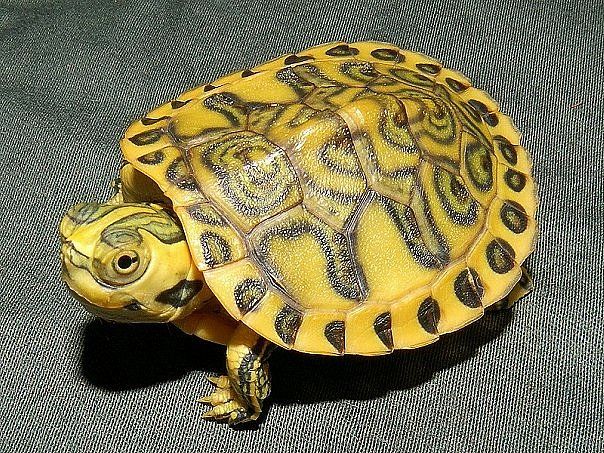 Морфа Hypo/Pastel желтоухой черепахи