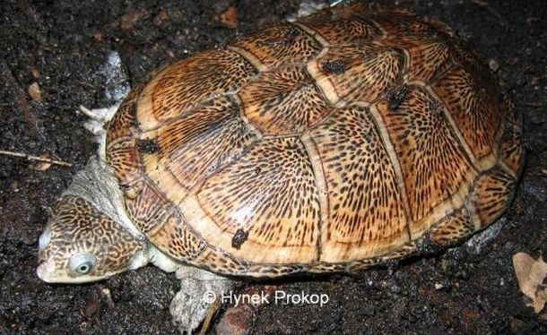 Pelusios broadleyi (Иловая черепаха Туркана)