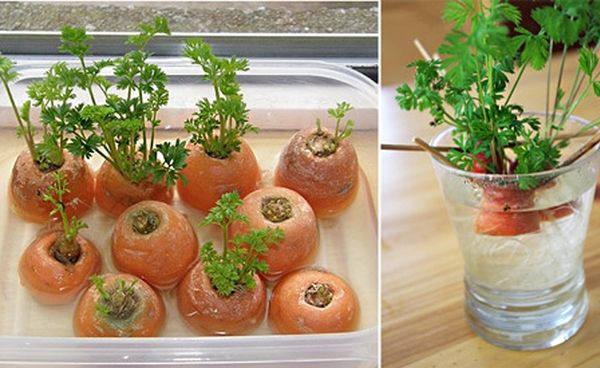 Выращивание морковной ботвы