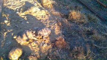 Приют для среднеазиатских черепах