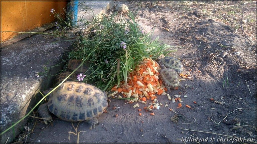 Приют для среднеазиатских черепах