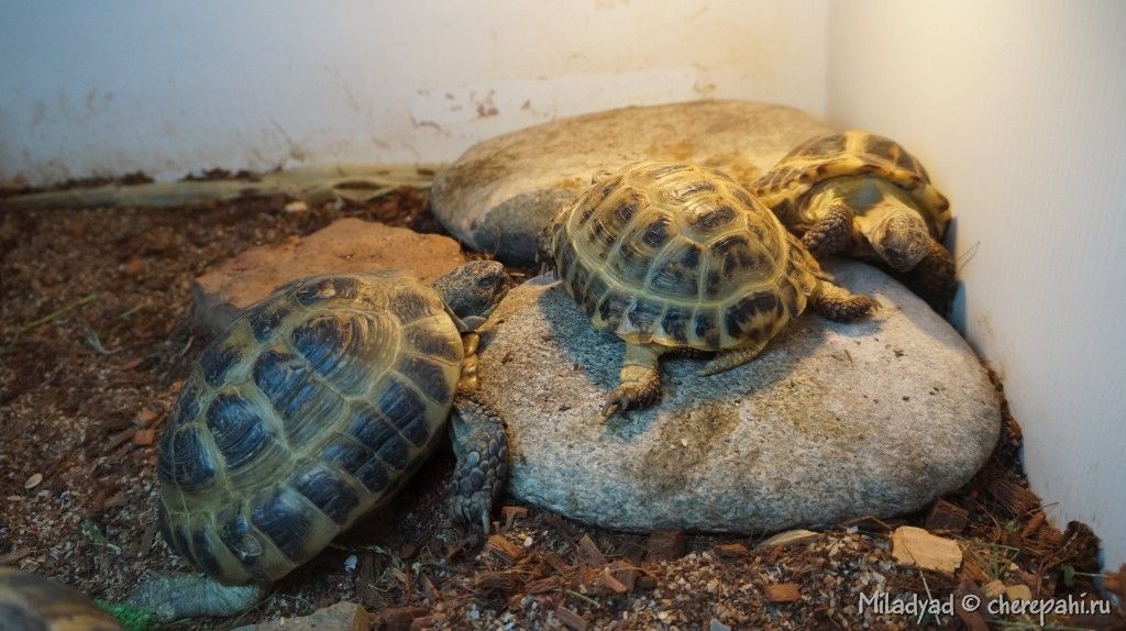 Как размножаются черепахи в природе и домашних условиях: основные способы и рекомендации для владельцев