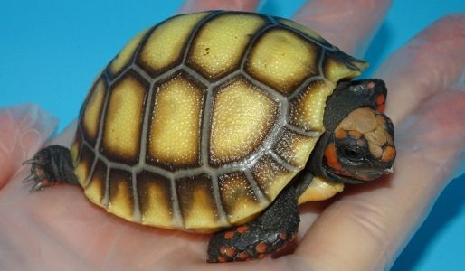 черепаха ксантик