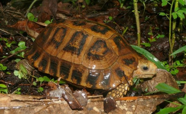 Indotestudo travancorica (Траванкорская черепаха)