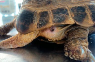 Отит черепах. Среднеазиатская черепаха конъюнктивит. Среднеазиатская черепаха ожирение. Половые органы черепахи.