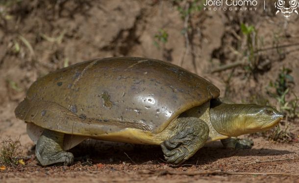 Lissemys ceylonensis (Цейлонская лопастная черепаха)