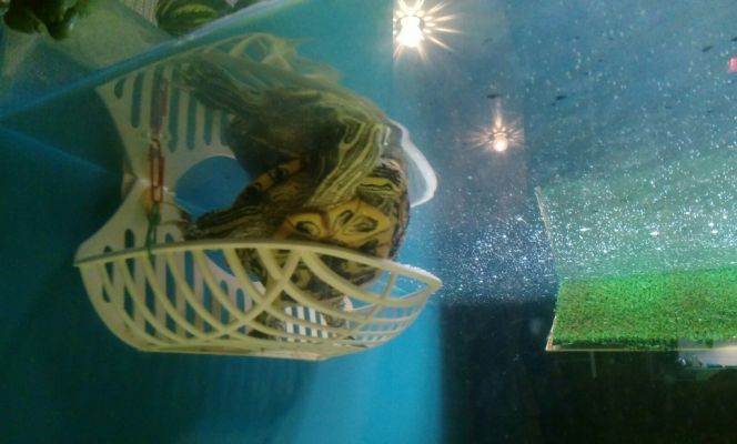 Отмель для водных черепах