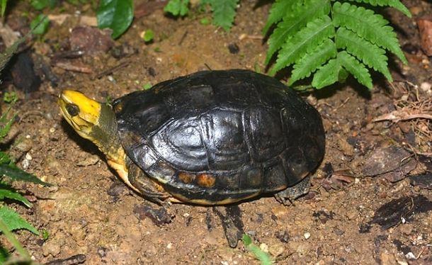 Cuora aurocapitata (Желтоголовая коробчатая черепаха)