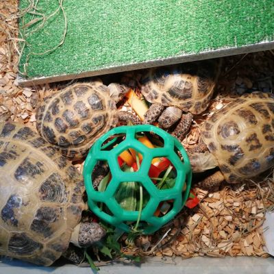 кормушка-мячик для сухопутной черепахи