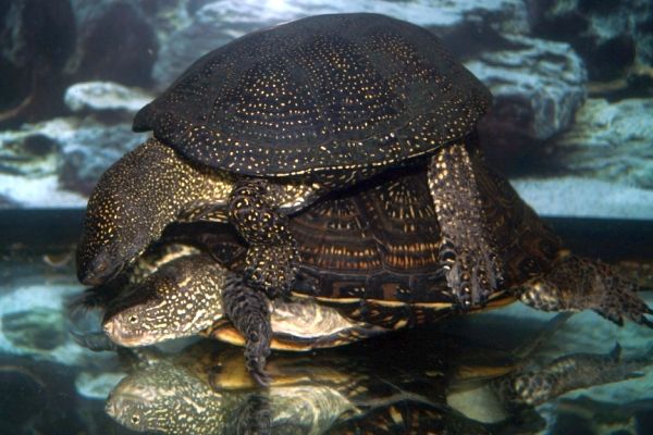 Маленькие домашние водные черепахи