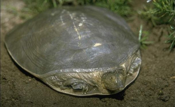 Cyclanorbis senegalensis (Сенегальская лопастная черепаха)