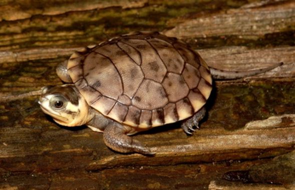 Американская болотная черепаха
