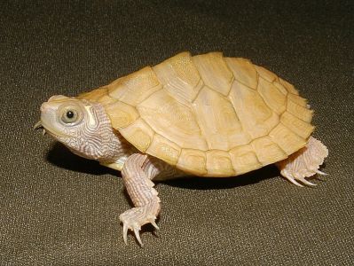 черепаха леуцист