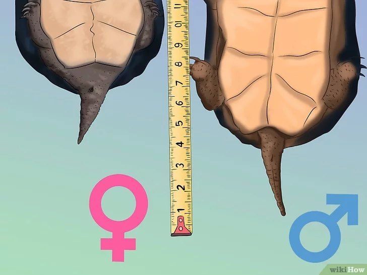 Определение пола по длине хвоста