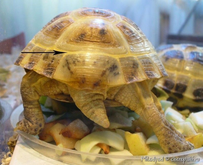 Маленькие черепахи требуют больших забот