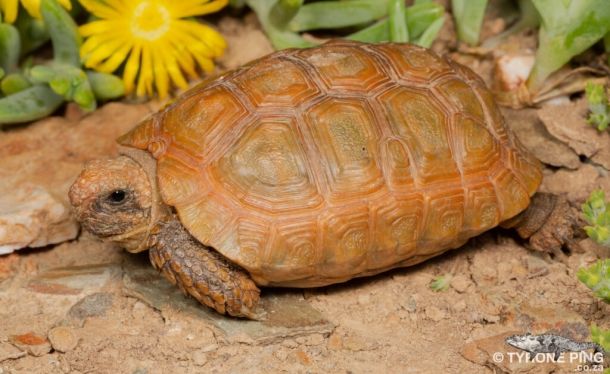 Chersobius boulengeri (Капская черепаха Буленджера)
