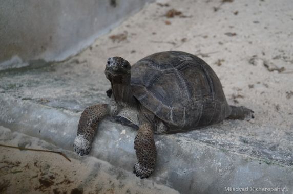 Сейшельская черепаха