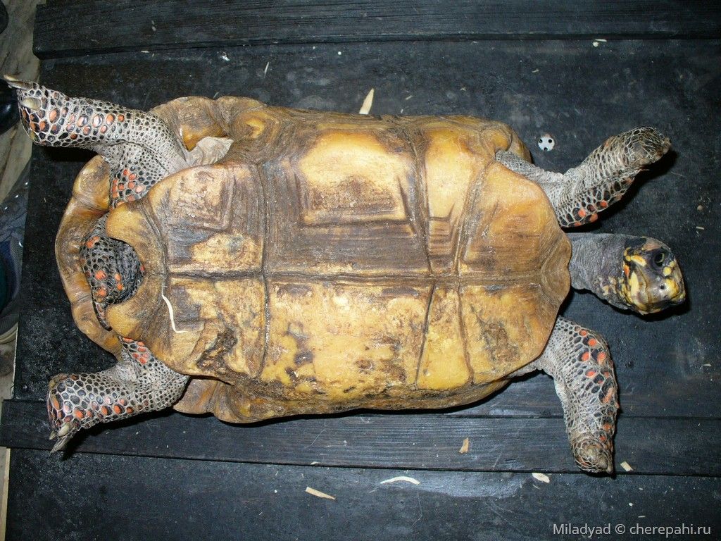 Chelonoidis carbonaria (Красноногая черепаха, угольная черепаха)