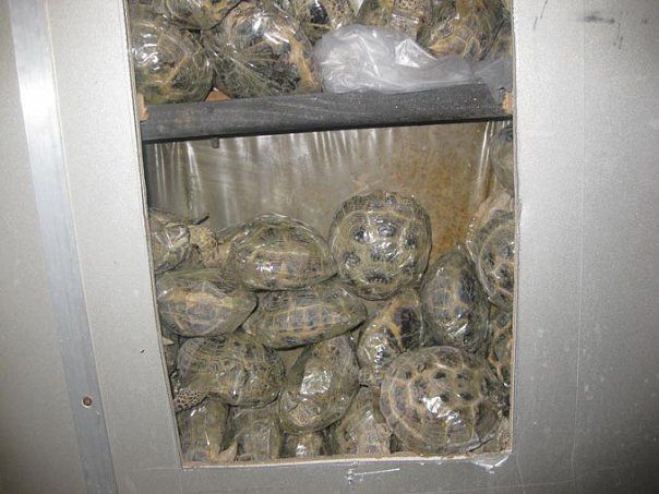 Контрабанда среднеазиатских черепах
