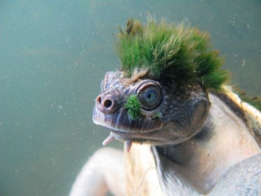 Черепаха с водорослями на голове и панцире