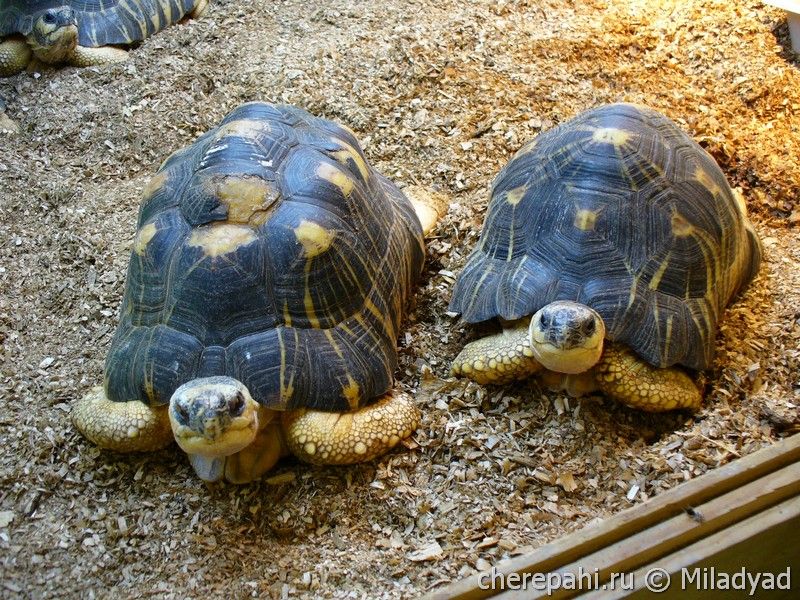Сухопутная черепаха поднимается полностью на ноги, если её полить водой