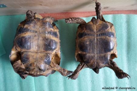 Средиземноморская черепаха - определение пола