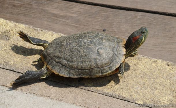 Виды черепах - Черепахи.ру