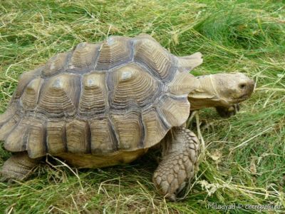 Бугристый панцирь черепахи