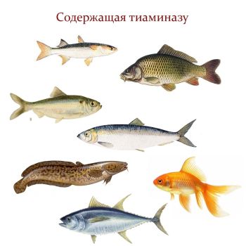 Список рыб, содержащих тиаминазу