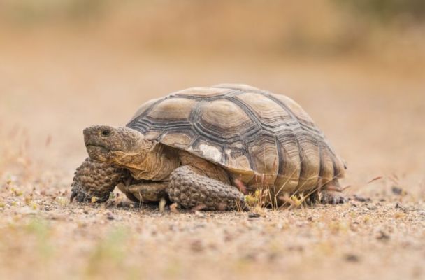 Калифорнийская пустынная черепаха