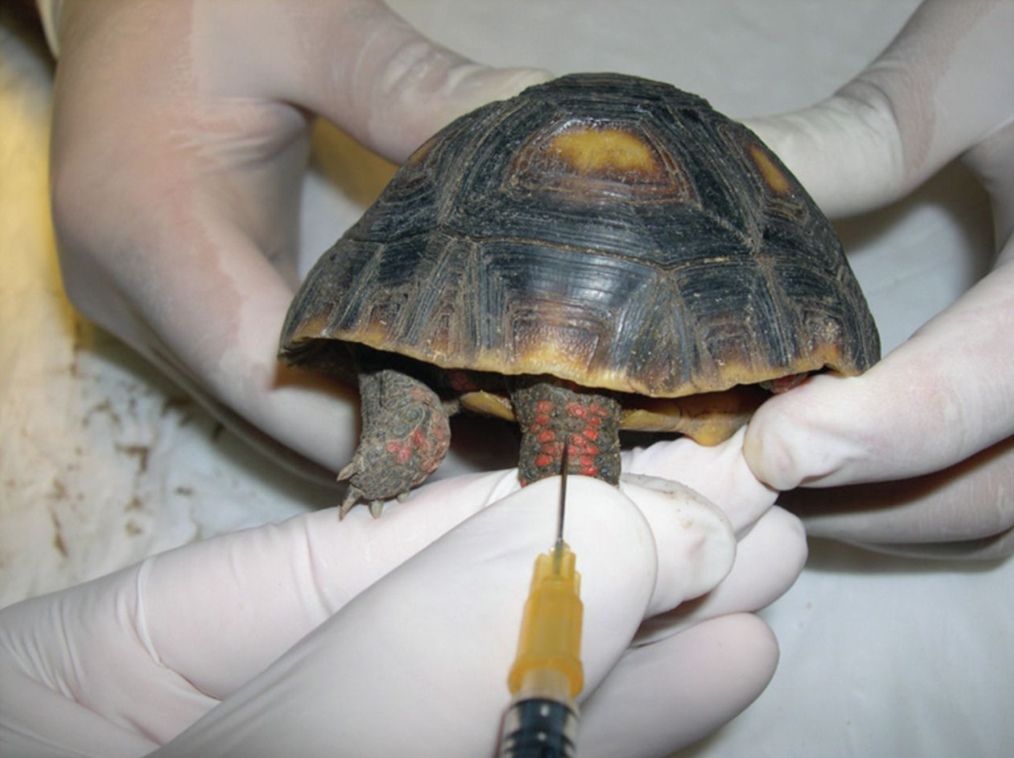 Внутривенный укол черепахе или взятие крови