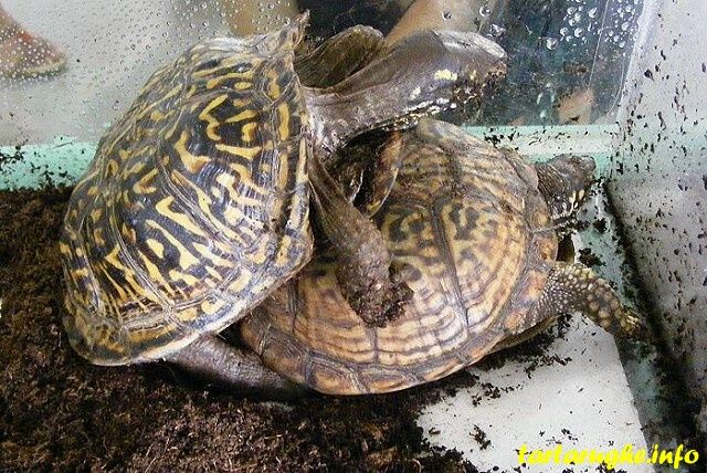 Уход за новорожденными черепахами