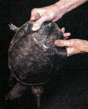 Фиксация или как правильно держать черепаху