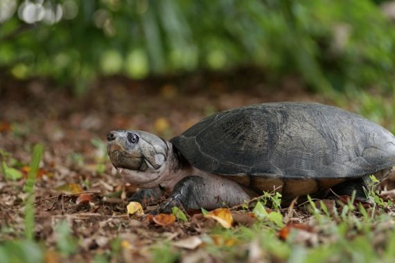 Гвианская щитоногая черепаха