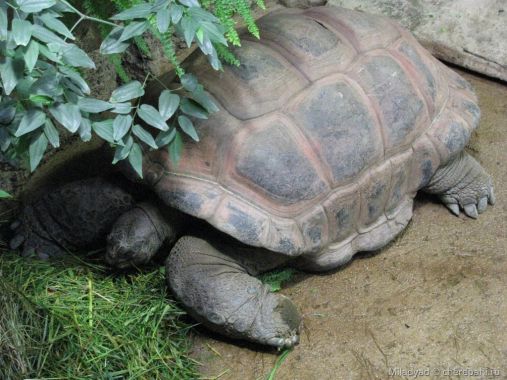 Сейшельская черепаха