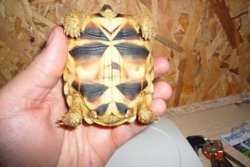 Бирманская черепаха