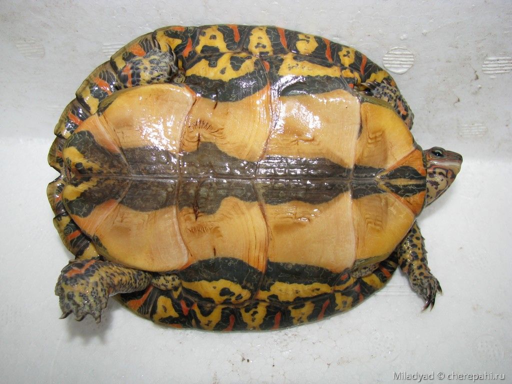 Великолепная лесная черепаха