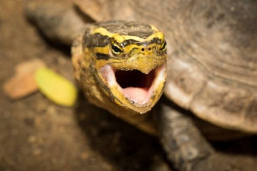 Почему красноухая черепаха открывает рот