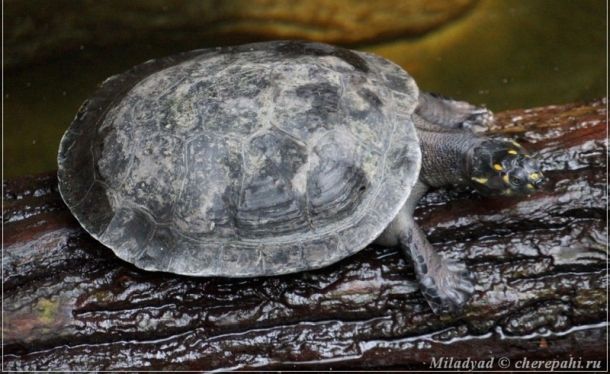 Род Гвианские щитоногие черепахи (Peltocepholus): особенности и уникальные черты