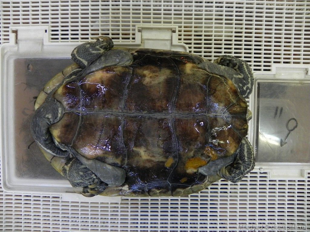 Каспийская черепаха