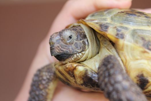 Лечение красноухой черепахи: не отрываются глаза