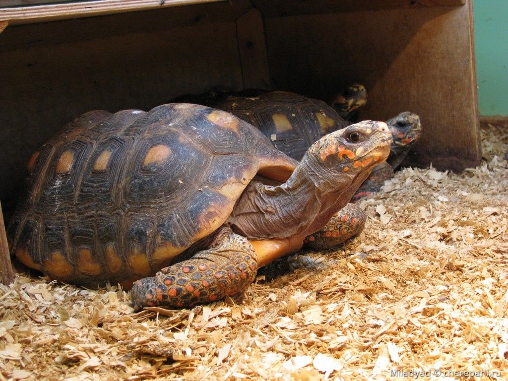 Chelonoidis carbonaria (Красноногая черепаха, угольная черепаха)
