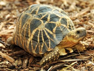 Бирманская черепаха